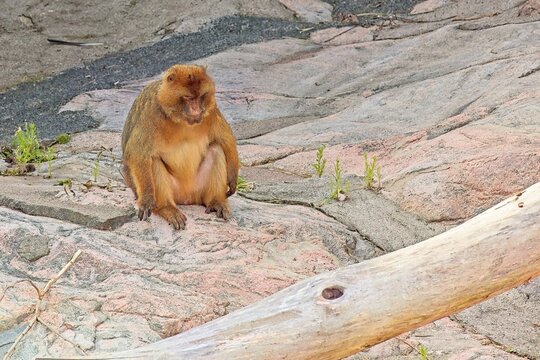 Barbary macaque (Macaca sylvanus), also frequently referred to as a Barbary ape, Korkeasaari Zoo, Helsinki, Finland, Europe.