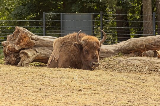 European bison (Bison bonasus), also known as wisent, Korkeasaari Zoo, Helsinki, Finland, Europe.