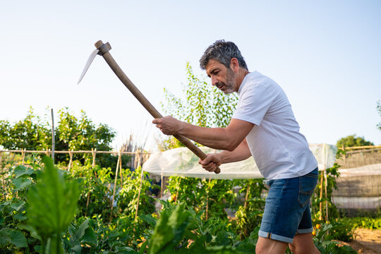 Mature man hoeing weeds in organic vegetable garden