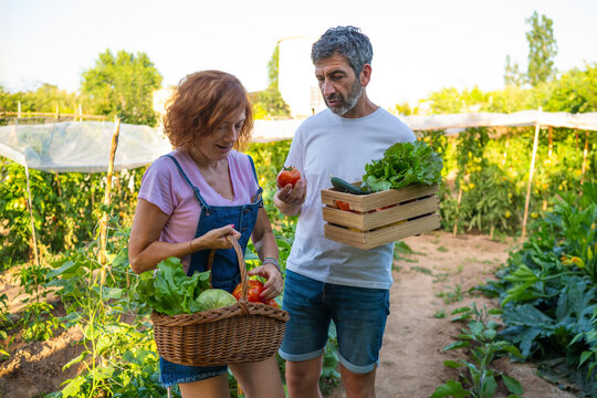 farmers harvesting organic vegetables in home garden