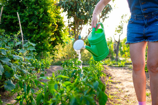 Woman watering plants in organic vegetable garden