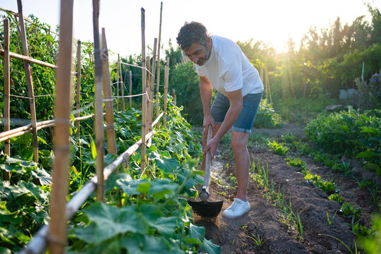 Man hoeing soil in home vegetable garden at sunset