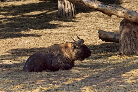 Takin (Budorcas taxicolor), a large, heavy-built mountain ungulate native to the eastern Himalayas, Korkeasaari Zoo, Helsinki, Finland, Europe.