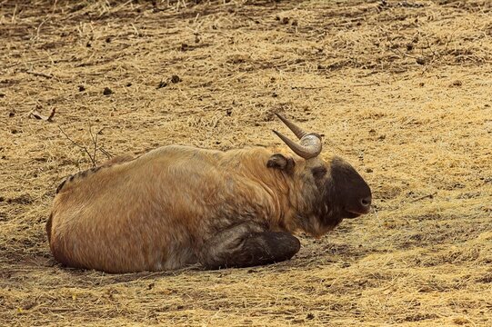 Takin (Budorcas taxicolor), a large, heavy-built mountain ungulate native to the eastern Himalayas, Korkeasaari Zoo, Helsinki, Finland, Europe.