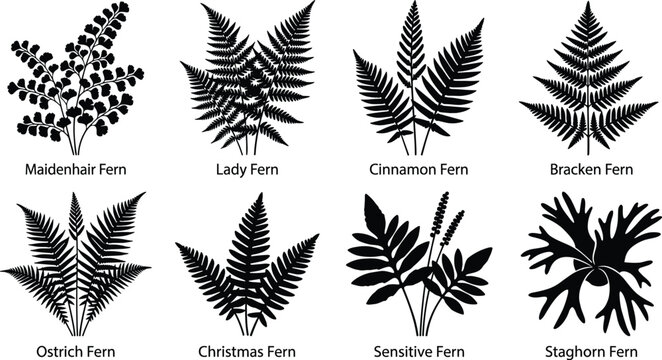 Set of black silhouettes featuring various types of ferns, including maidenhair, lady, cinnamon, bracken, and staghorn fern varieties.