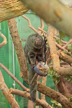 Female white-faced saki monkey (Pithecia pithecia), a species of New World monkey native to South America, Korkeasaari Zoo, Helsinki, Finland, Europe.