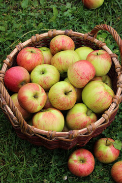 Basket of ripe apples on green grass outdoors, natural autumn harvest scene with fresh fruit and rustic wicker basket