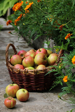 Fresh apples in a wicker basket surrounded by marigold flowers in an autumn garden