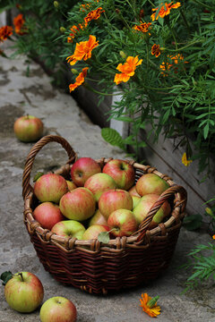 Fresh apples in a wicker basket surrounded by marigold flowers in an autumn garden