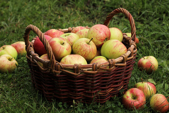 Basket of ripe apples on green grass outdoors, natural autumn harvest scene with fresh fruit and rustic wicker basket
