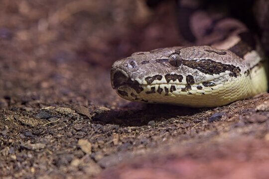 Dumeril's boa (Acrantophis dumerili), a terrestrial boa species native to Madagascar, , Korkeasaari Zoo, Helsinki, Finland, Europe.