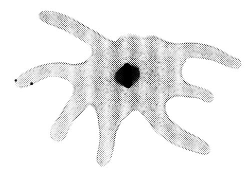 Proteus amoeba cell organism in protozoa biology science of unicellular nucleus pseudopod microscopic micro life parasite infection microbiology