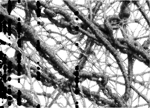 Filament cytoskeleton cell cellular in biology science microscopic of fiber network biological structure organic micro background texture medical