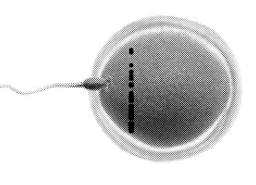 Sperm fertilization ovum egg in cell conception reproduction of medical science biology embryo pregnancy health fertility scientific microscopic