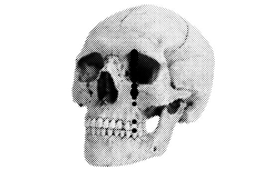 Head skull bone skeleton in anatomy human cranium of medical face jaw teeth body orthopedic science health biology