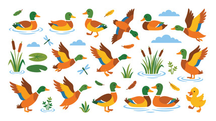 Obraz premium Colorful mallard duck set with birds and reeds for pond landscape.