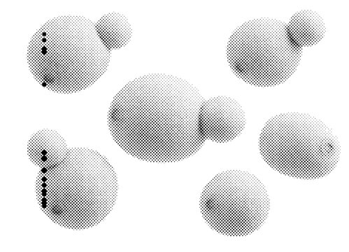 Fungi yeast cells buding in microscopic biology science of medical research bacteria fungal microbiology cell division spore mold
