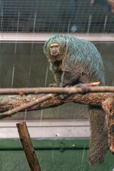 Female white-faced saki monkey (Pithecia pithecia), is native to the rainforests of South America, Korkeasaari Zoo, Helsinki, Finland, Europe. © Raimo Bergroth