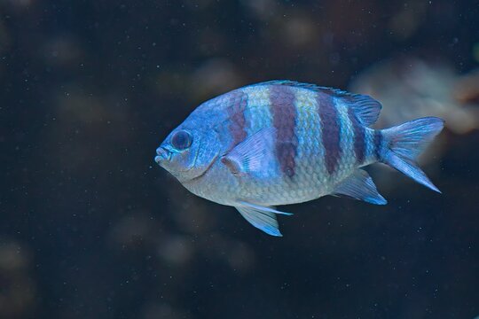 Sergeant Major (Abudefduf saxatilis), distinguished by five prominent black vertical bars on its sides, , Korkeasaari Zoo, Helsinki, Finland, Europe.