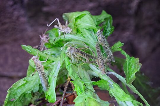 Several desert locusts (Schistocerca gregaria) voraciously feeding on a pile of fresh lettuce leaves at Korkeasaari Zoo, Helsinki, Finland, Europe.