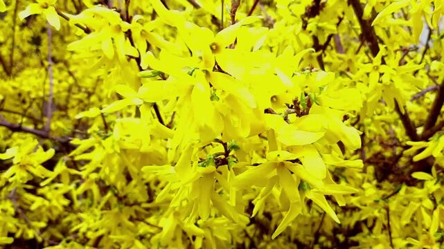 Closeup video of bright yellow forsythia flowers blooming on branches in spring. Beautiful easter blossom bush texture and natural background with dynamic zoom camera movement.