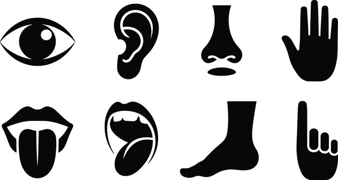 Human senses and body parts black vector icon set featuring perception and anatomy symbols