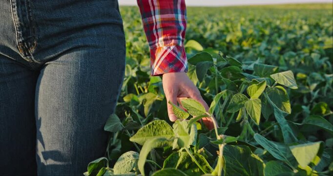 Female farmer examining soybean plants while walking through a large agricultural field