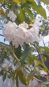White ipe flower or lapacho blanco (Tabebuia roseo-alba) blooming.