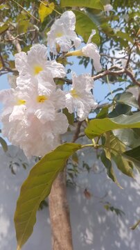 White ipe flower or lapacho blanco (Tabebuia roseo-alba) blooming.