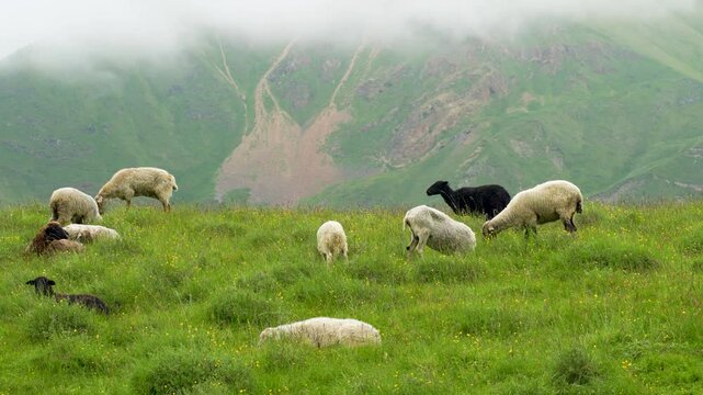 A grazing scene: in the foreground is a flock of sheep (including several with dark wool), peacefully grazing in a lush green meadow, dotted with small yellow wildflowers. In the middle zone are the m