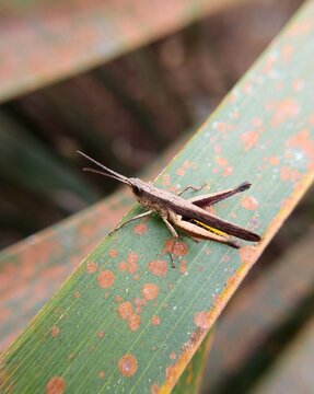 Macro photography of a slant-faced grasshopper perched on a green leaf.