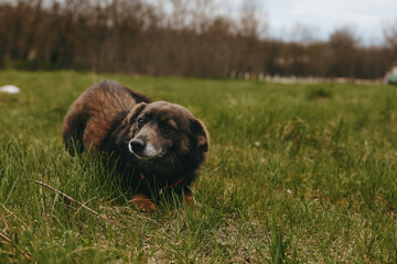 Naklejka premium Calm senior dog resting in a wide field under soft sunlight, showcasing countryside outdoor life and a peaceful mood, a candid pet moment amid grass and nature