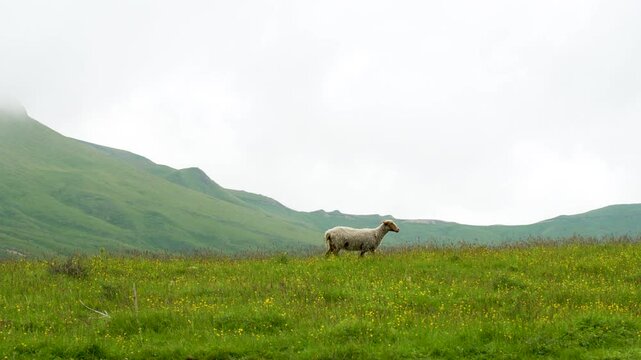 A grazing scene: in the foreground is a flock of sheep (including several with dark wool), peacefully grazing in a lush green meadow, dotted with small yellow wildflowers. In the middle zone are the m