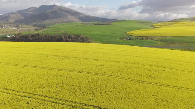 Aerial of bright yellow fields, canola