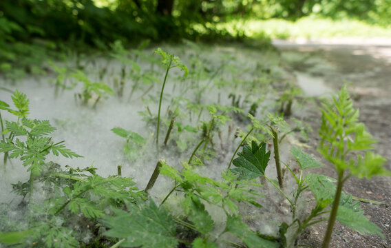 Poplar fluff covering green plants on ground in nature during spring season