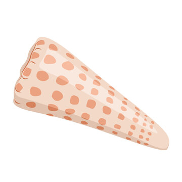 Cone spotted shell vector illustration