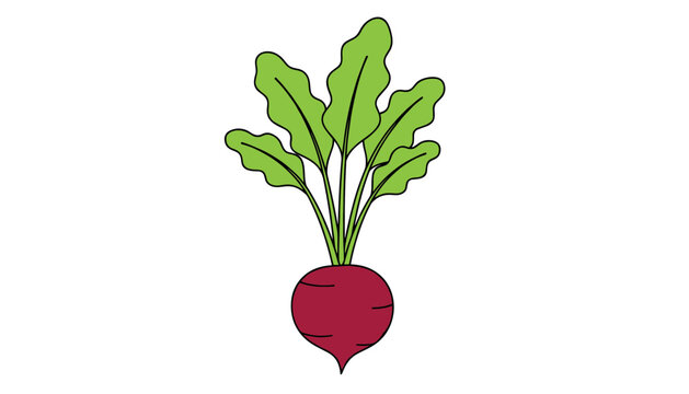 Fresh raw beetroot vegetable with green leafy tops extending upwards, isolated against a clean plain white background.