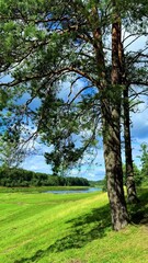 Naklejka premium Tall pine trees bordering a serene riverbank under a clear blue sky with lush green grass
