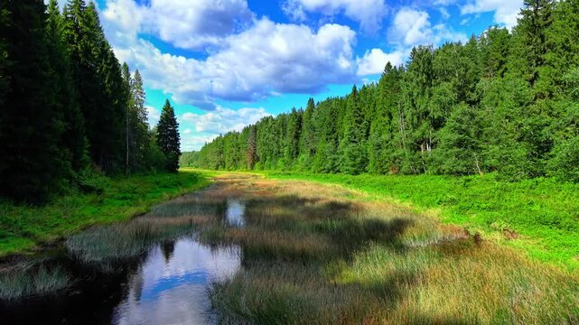 Lush green meadow bordered by dense pine trees and tranquil river with reflections under blue sky
