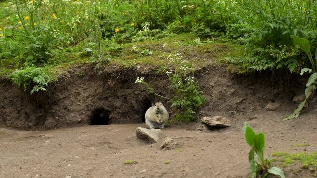 A of mountain ground squirrels, including juveniles, is depicted on a rocky, earthen slope near the entrances to their burrows. The animals are behaving naturally: some are resting, others 