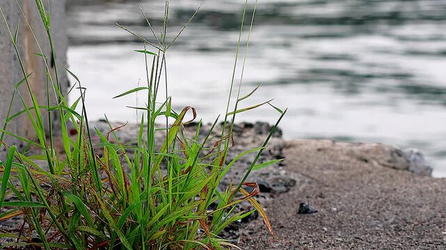 Vitality of crabgrass challenging its limits on the seashore, 4K
