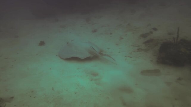 Giant Sting ray from fiji