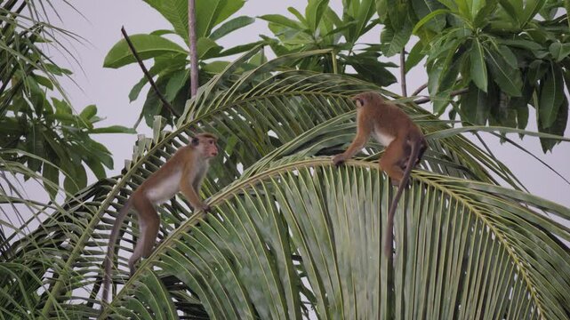 A pair of endemic toque macaques climb and rest on arching coconut palm fronds amid lush tropical foliage in Sri Lanka, calmly watching their surroundings from the canopy.