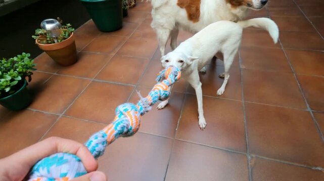 White Podenco dog pulls a colorful rope toy during energetic play on a tiled floor indoors