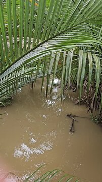 Close-up of green nipa palm leaves drooping over muddy canal water in the Mekong Delta, Vietnam.