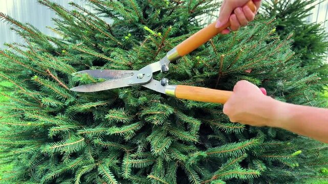 Pruning evergreen branches with pruning shears on a healthy green Christmas tree shrub