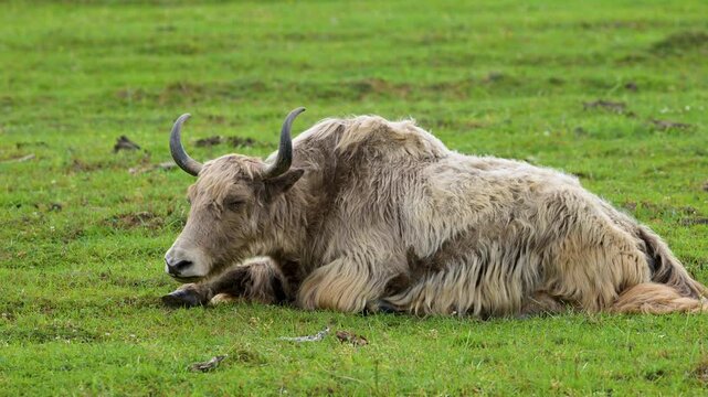 Lonely yaks rest on lush green grass