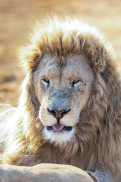 View of a majestic male lion with a thick mane and golden fur, captured in soft sunlight in South Africa.