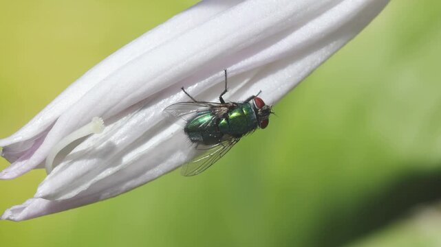 A Green Bottle Fly perched on a Hosta flower. Summer. UK