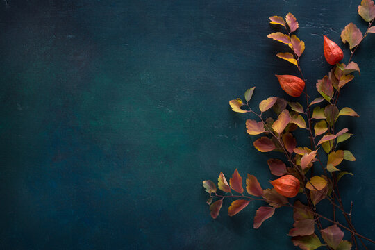 Branches with small colorful autumn leaves (Spiraea Vanhouttei) and  fruit of  Physalis  on dark green-blue painted wooden background  with empty space for text or image. Flat lay.